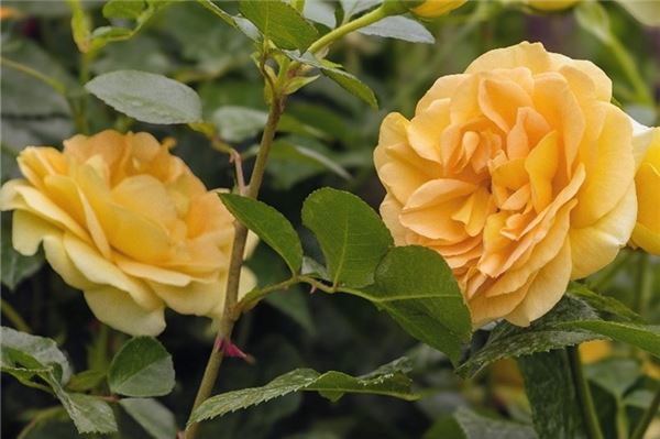 Gelb und noch ohne Namen. Die Stadt Norden sucht einen Namen für „ihre“ Rose. Foto: privat