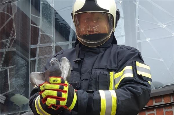 Feuerwehr rettet Taube aus zwei Kirchenfenstern