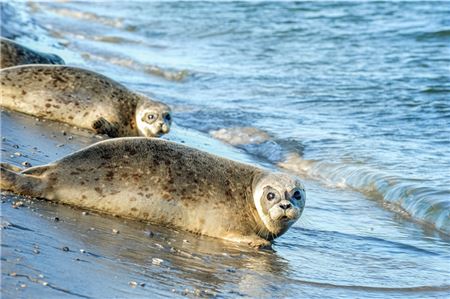 Hier wurden die sogenannten Heuler vor Juist wieder ausgewildert. Archivfoto: Nina Lehmann
