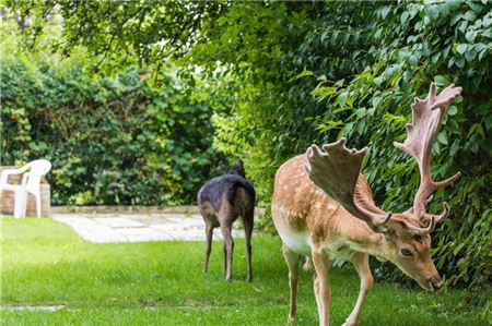 Hirsche und Rehe kommen vermehrt in die Gärten, Abhilfe schaffen zumeist nur Zäune. Aber: „Wer auf dem Lande lebt, sollte auch Akzeptanz für Wildtiere haben“, so Dr. Peter Lienau, Kreisjägermeister im Landkreis Aurich. Archivfoto: dpa