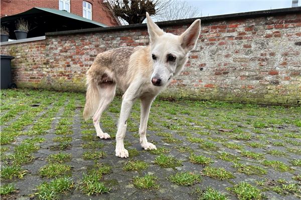Hündin Luca hatte Glück im Unglück und ist in ihrer Pflegestelle in Dornum förmlich aufgeblüht.
