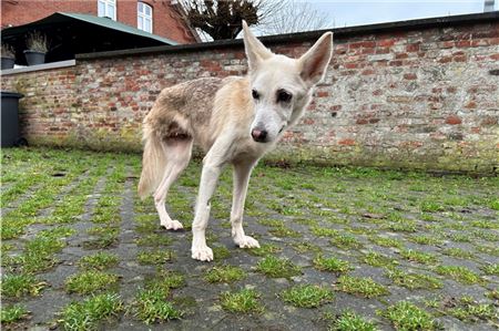 Hündin Luca hatte Glück im Unglück und ist in ihrer Pflegestelle in Dornum förmlich aufgeblüht.