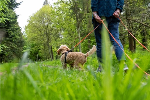 Hunde müssen ab sofort in Wäldern und auf Feldern angeleint werden, damit sie keine Wildtiere stören.