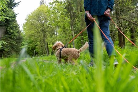 Hunde müssen ab sofort in Wäldern und auf Feldern angeleint werden, damit sie keine Wildtiere stören.