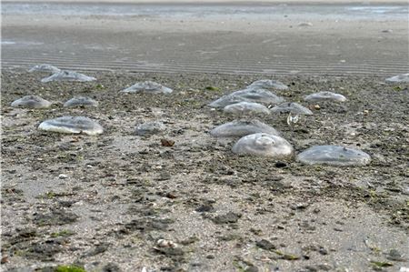 In den letzten Tagen wurden verstärkt Ohrenquallen an den Strand gespült. Foto: Noun