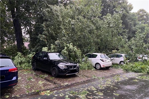 In der Großen Straße am Burgplatz wurde ein Baum quer über mehrere Autos geweht.