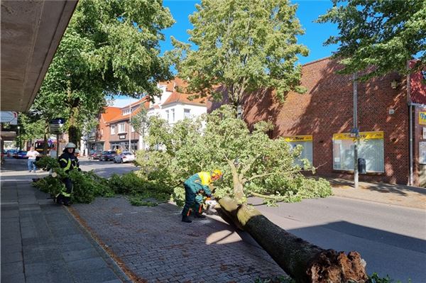 In der Norder Westerstraße warfen die Sturmböen einen Baum um. Dieser fiel auf die Fahrbahn. Die Feuerwehr Norden sorgte wieder für freie Fahrt.