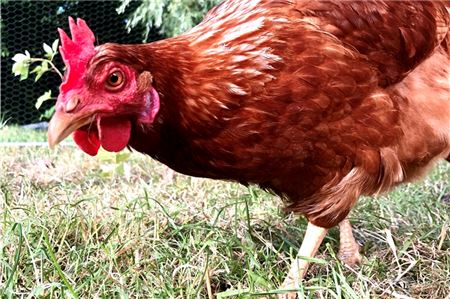 Huhn im Garten