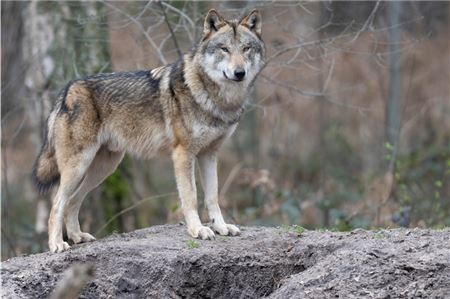 In freier Wildbahn nimmt die Zahl der Wölfe deutschlandweit kontinuierlich zu.