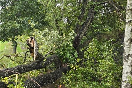 In Middels wurde ein Baum beseitigt. Foto: Feuerwehr Middels