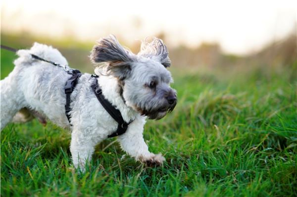 In Norden müssen Hunde künftig keine Hundesteuermarke mehr tragen.
