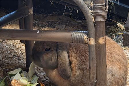 Kaninchen fühlen sich wohler, wenn sie ein Versteck haben.