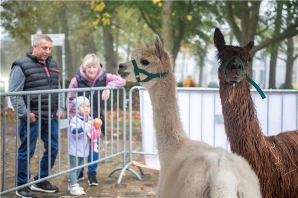 Kein Tierhandel, dafür Informationen rund um die Haltung, Pflege und den Nutzen verschiedener Vierbeiner gab es am Sonnabendvormittag auf dem Beestmarkt.