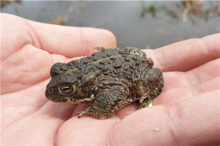 Klein, leicht zu übersehen, in der Laichzeit aber gut hörbar: Ein Kreuzkrötenmännchen. Foto: Nabu
