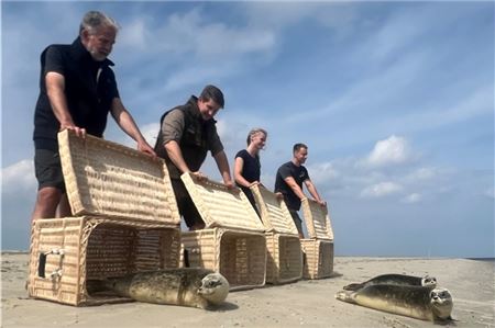 Körbe auf und raus auf den Strand: Der große Moment für vier kleine Seehunde.