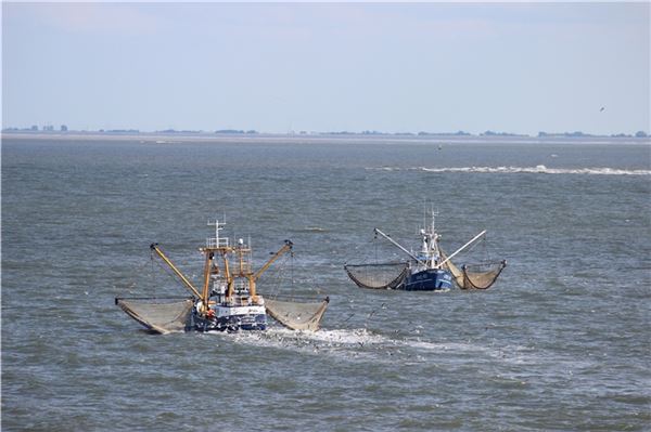 Krabbenfischer vor Norddeich in der Nordsee.