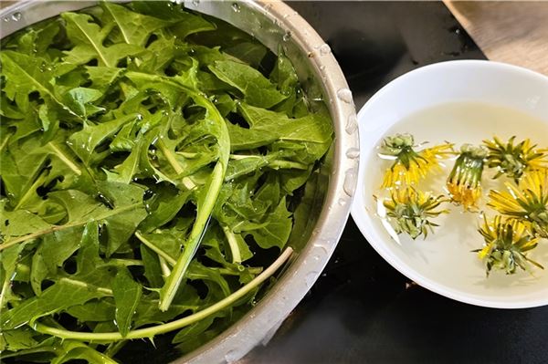 Lecker und gesund: Vergessen Sie nicht den Gundermann! Löwenzahn