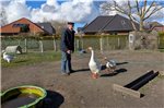 Ludwig Smid mit seinen Gänsen: Für ihn ein Lebenselixier für andere ein Albtraum. Foto: Merlin Klinke