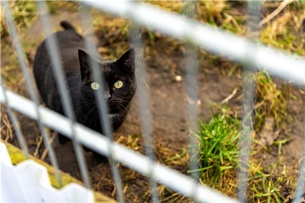 Mehr als 200 Katzen werden jedes Jahr aus dem Hager Tierheim vermittelt.