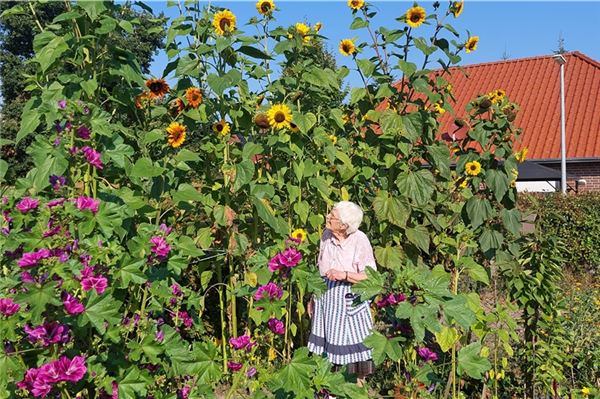 Mit stolzen 82 Jahren blickt Grete Röpkes auf ihre gelben Riesen.