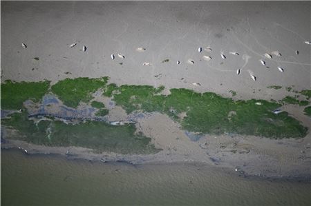 Mittels solcher Luftbilder wird die Seehundpopulation berechnet. Foto: Ole Stejskal/Laves