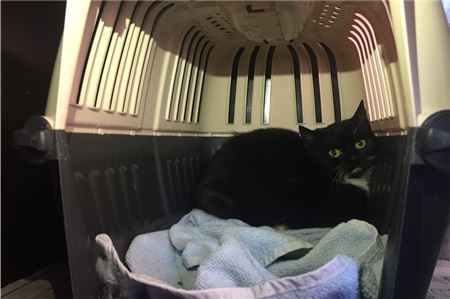 Nichts mehr zu spüren: Die Katze, die von den Aktiven Tierfreunden inzwischen auf den Namen Finchen getauft wurde, hat den Vorfall gut weggesteckt und sucht jetzt ein neues Zuhause. 