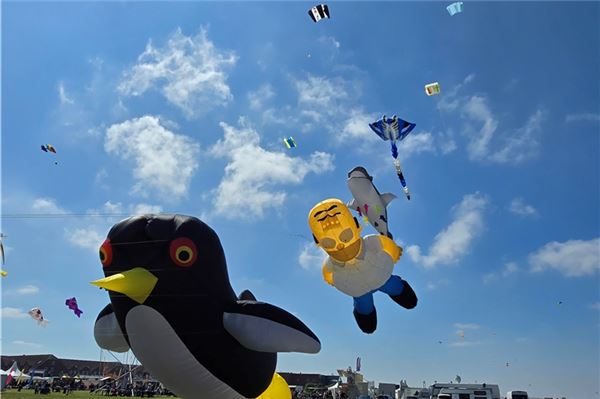 Pinguine können fliegen – das bewies dieses Exemplar in Norddeich. Fotos: Silvia Cornelius