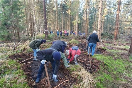 Rund 40 Bürgerinnen und Bürger pflanzten etwa 1700 Buchen. Fotos: Niedersächsische Landesforsten