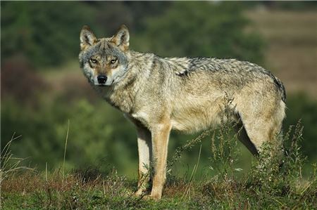 Kein Abschuss: Dornumer Wolf