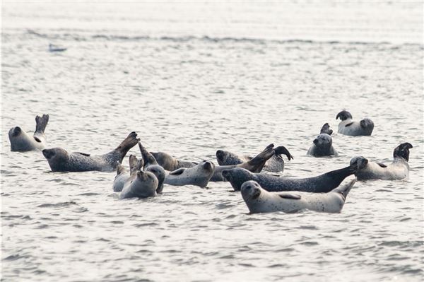 Seehundbestand bleibt stabil Seehunde lassen sich im Wattenmeer die Sonne auf den Pelz scheinen. Foto: Ute Bruns