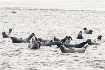 Seehunde lassen sich im Wattenmeer die Sonne auf den Pelz scheinen. Foto: Ute Bruns