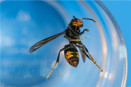 So sieht die Asiatische Hornisse aus. Foto: Pixabay