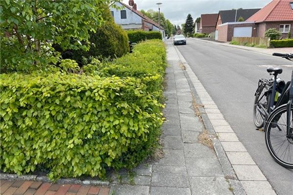 Mann nach Sturz per Drehleiter gerettet – Feuerwehr Norden im Doppel-Einsatz So sollte die Hecke am Straßenrand nicht aussehen.