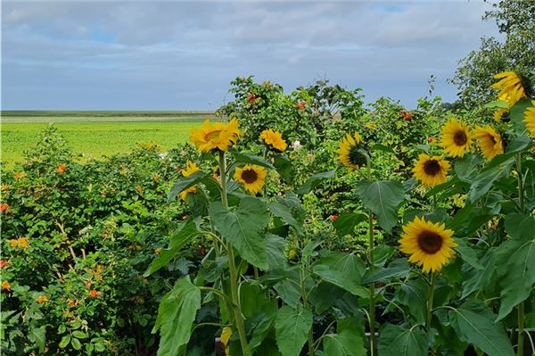 Sonnenblumen und der Blick auf den Deich – mit dem Bild belegt Mara Bossert den dritten Platz.