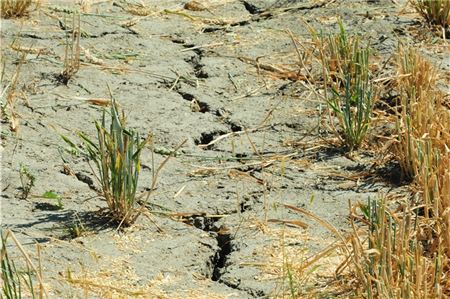Tiefe Furchen bilden sich angesichts der trockenen Böden: Die Grundwasserstände sinken im Sommer.