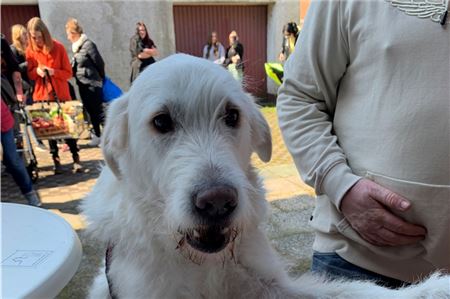 Timmi erwartet neben Futter auch ein Leckerchen am Ausgabefenster der Norder TierTafel 