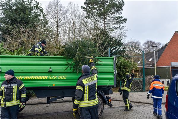 Überall in Norden wurden aussortierte Weihnachtsbäume verladen.