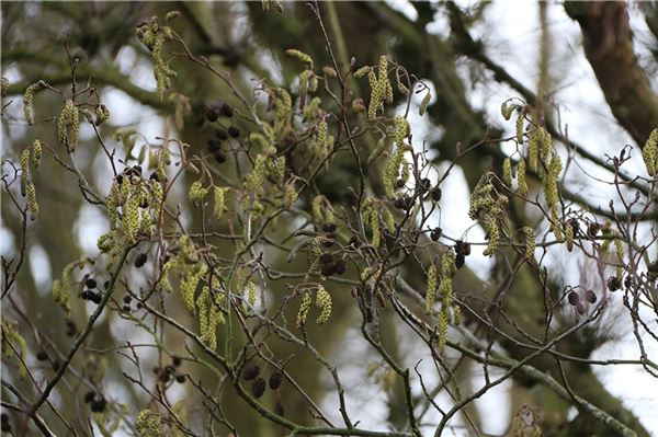 Um die geplante Abholzung des Erlenwaldes in Forlitz-Blaukirchen und Wiegboldsbur gibt es eine harte Auseinandersetzung. Symbolfoto: noun