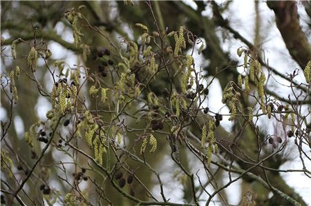 Um die geplante Abholzung des Erlenwaldes in Forlitz-Blaukirchen und Wiegboldsbur gibt es eine harte Auseinandersetzung. Symbolfoto: noun