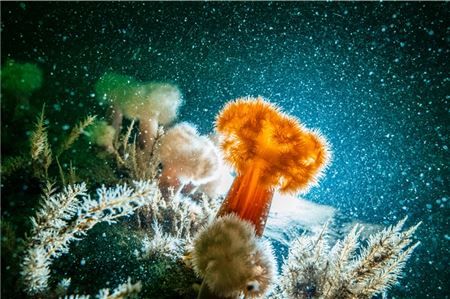 Vielfältige Unterwasserwelt bei Borkum. Foto: Uli Kunz