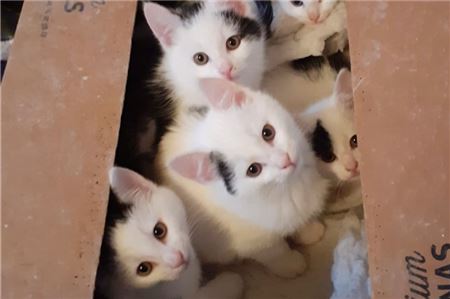Von den weiß- schwarzen ausgesetzten Katzenwelpen suchen noch drei Kater ein neues Zuhause. Foto: privat