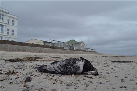 Vor allem Weißwangengänse trifft es: Die aviäre Influenza tritt in diesem Jahr vermehrt auf, Eine toten Nonnengans am Weststrand von Norderney.