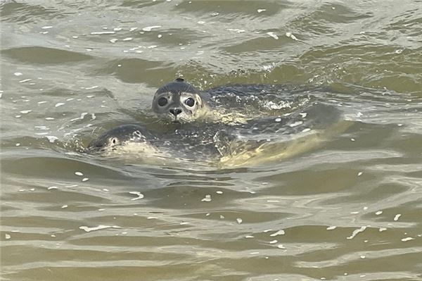 Vorsichtig schwimmen die kleinen Seehunde im offenen Wasser.