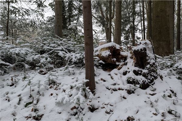 Großheider Wald