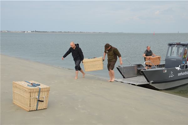 Norddeichs erste Heuler freigelassen
