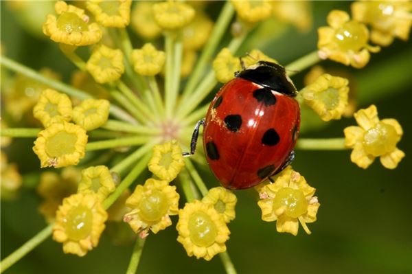 Ostfriesland: Augen auf für kleine Sechsbeiner