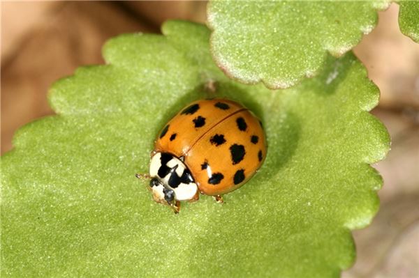 Ostfriesland: Augen auf für kleine Sechsbeiner