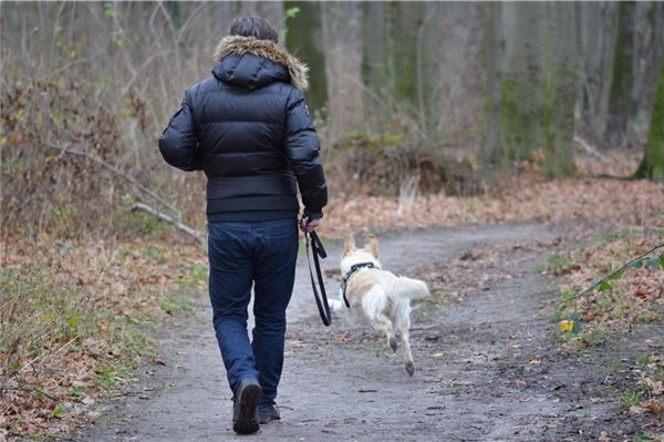 Wenn die Hunde frei durch den Wald laufen können, schrecken sie immer wieder Wildtiere auf. Foto: Pixabay