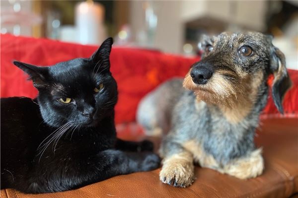 Touristen entführen Insel-Kater - doch dann gibt es ein tierisches Happy End