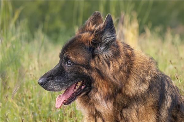 Wird in Norden ein Hund gequält?